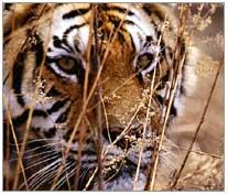 Ranthambhore Tourism 