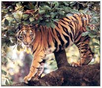 Tiger, Sariska Wildlife Tour