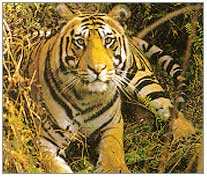 Tiger, Bandhavgarh Wildlife Package