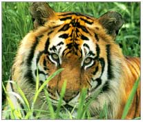 Tiger, Ranthambhore Travel Info