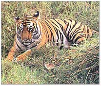 Bandhavgarh Rajasthan Tourism