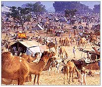 Camel Fair, Pushkar Rajasthan Tourism
