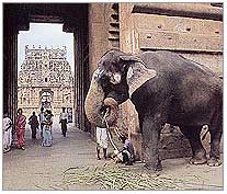 Thanjavur Palaces, Rajasthan Tourism