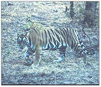 Wildlife, Ranthambore Rajasthan Tourism